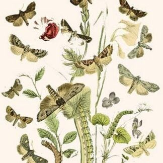 European Butterflies & Moths by William Forsell Kirby