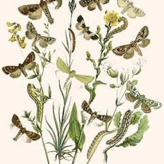 European Butterflies & Moths by William Forsell Kirby