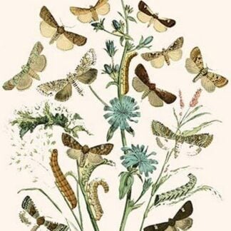 European Butterflies & Moths by William Forsell Kirby