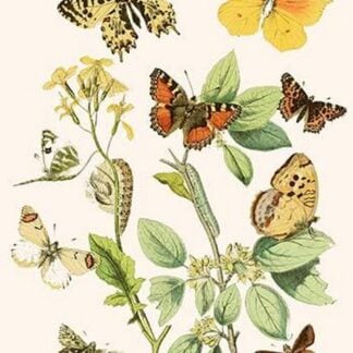 European Butterflies & Moths by William Forsell Kirby