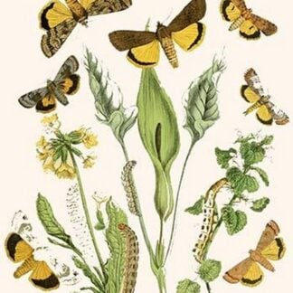 European Butterflies & Moths by William Forsell Kirby