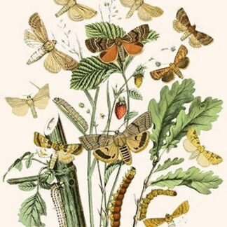 European Butterflies & Moths by William Forsell Kirby