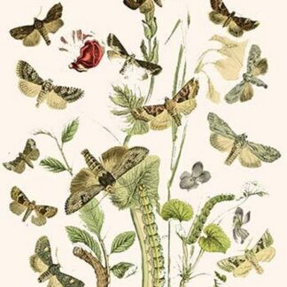 European Butterflies & Moths by William Forsell Kirby