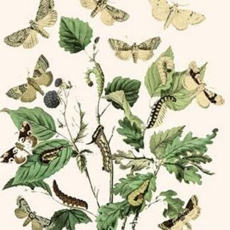 European Butterflies & Moths by William Forsell Kirby