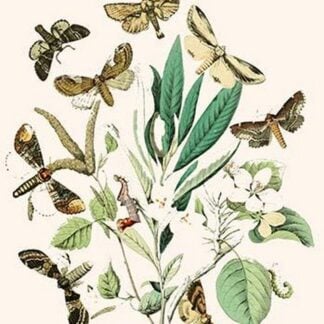 European Butterflies & Moths by William Forsell Kirby