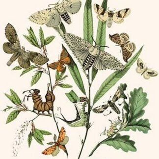 European Butterflies & Moths by William Forsell Kirby