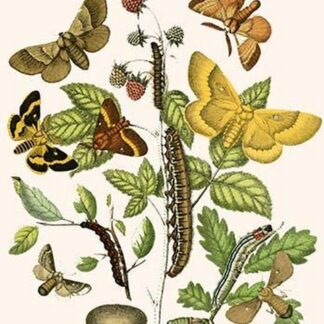 European Butterflies & Moths by William Forsell Kirby