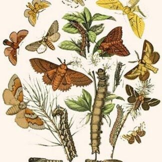 European Butterflies & Moths by William Forsell Kirby
