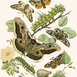 European Butterflies & Moths by William Forsell Kirby