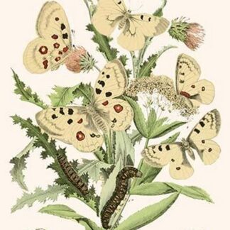 European Butterflies & Moths by William Forsell Kirby