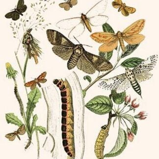 European Butterflies & Moths by William Forsell Kirby