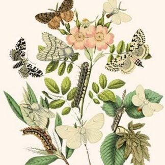 European Butterflies & Moths by William Forsell Kirby