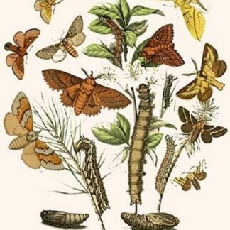 European Butterflies & Moths by William Forsell Kirby