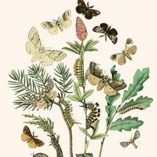 European Butterflies & Moths by William Forsell Kirby