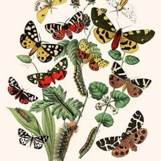 European Butterflies & Moths by William Forsell Kirby