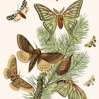 European Butterflies & Moths by William Forsell Kirby