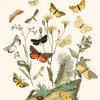 European Butterflies & Moths by William Forsell Kirby