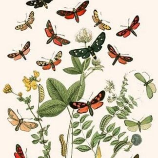 European Butterflies & Moths by William Forsell Kirby