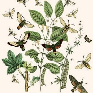 European Butterflies & Moths by William Forsell Kirby