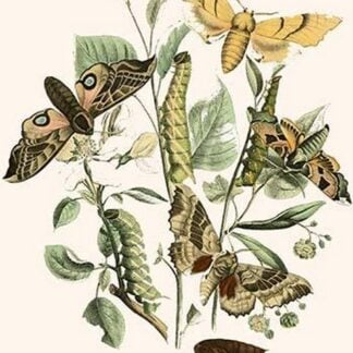 European Butterflies & Moths by William Forsell Kirby