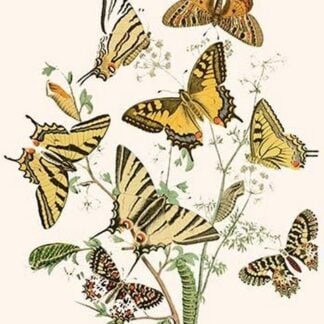 European Butterflies & Moths by William Forsell Kirby