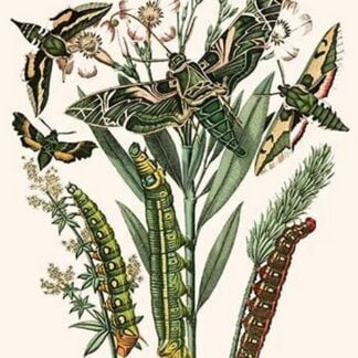 European Butterflies & Moths by William Forsell Kirby