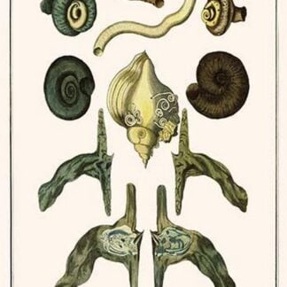 European Thorny Oysters