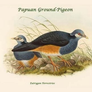 Eutrygon Terrestries - Papuan Ground-Pigeon by John Gould