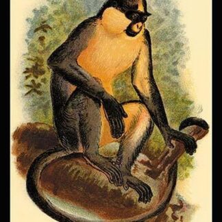 Everett's Langur by G.R. Waterhouse