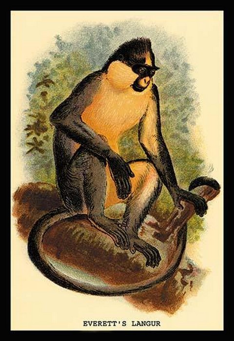 Everett's Langur by G.R. Waterhouse