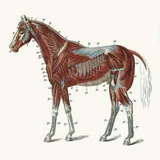 External Muscles & Tendons of the Horse by Samuel Sidney