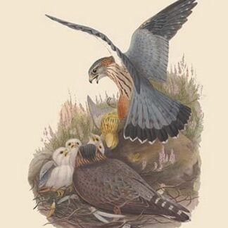 Falco Aesalon - Merlin Falcon by John Gould