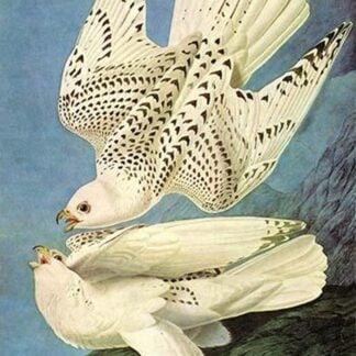 Falcons by John James Audubon