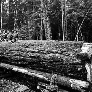 Fallen Old Growth by Darius Kinsey