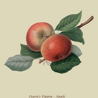 Fearn's Pippin - Apple by William Hooker #2