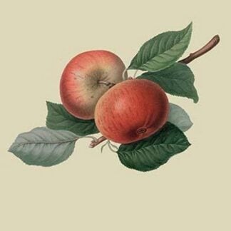 Fearn's Pippin - Apple by William Hooker