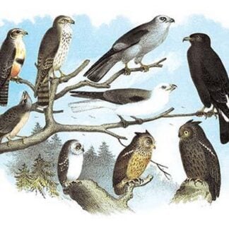 Femerol & Richardson's Falcons