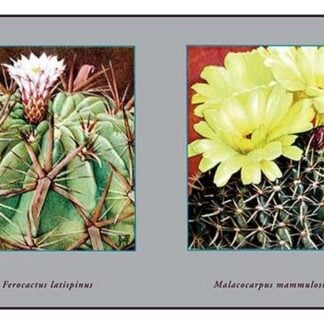 Ferocactus Latispinus