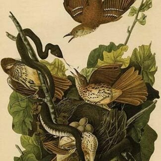 Ferruginous Mocking Bird by John James Audubon