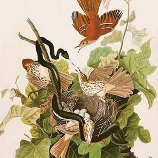 Ferruginous Thrush by John James Audubon