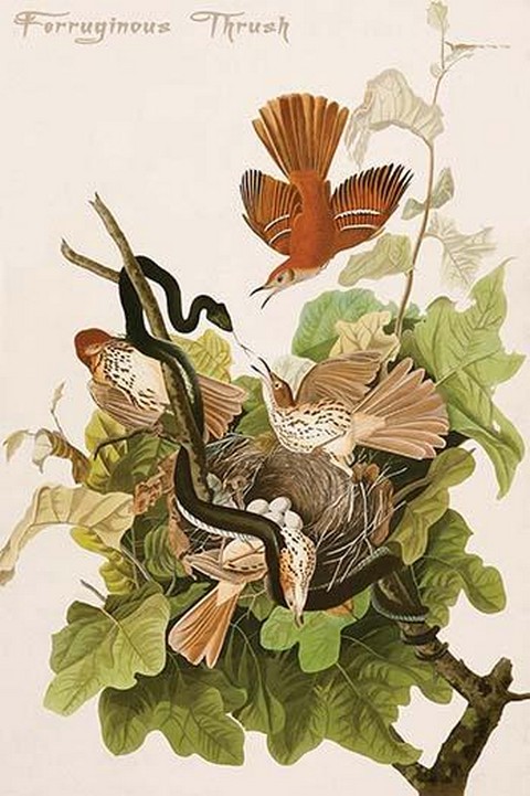 Ferruginous Thrush by John James Audubon