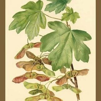 Field Maple