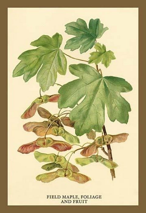 Field Maple