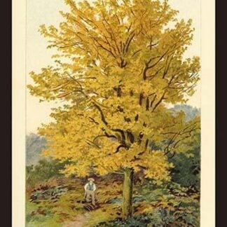 Field Maple by W.H.J. Boot - Art Print