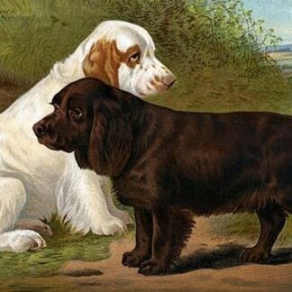 Field Spaniels by Vero Shaw