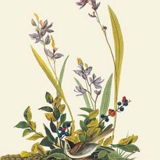 Field Sparrow by John James Audubon