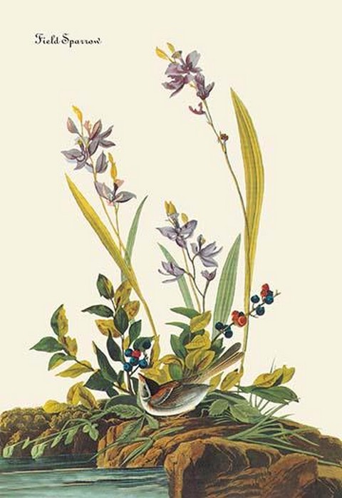 Field Sparrow by John James Audubon