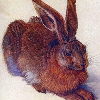 Field hare by Albrecht Durer