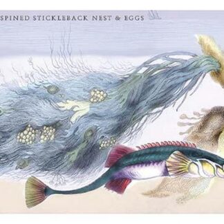 Fifteen Spined Stickleback Nest and Eggs by Robert Hamilton