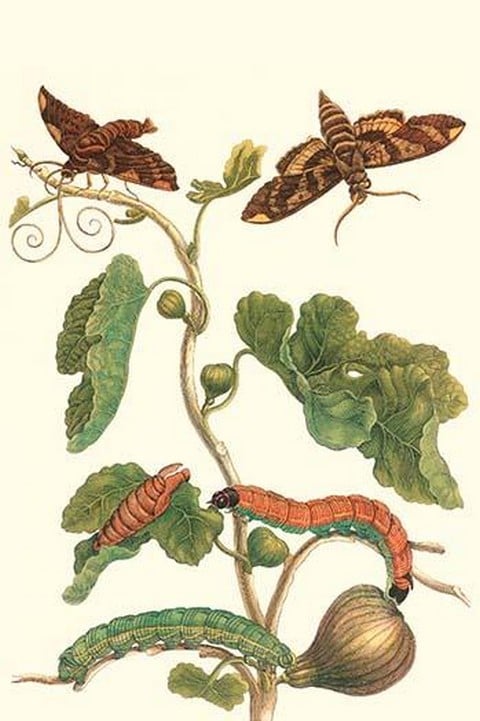 Fig Tree with Fig Sphinx by Maria Sibylla Merian